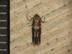 Cosmiotes freyerella