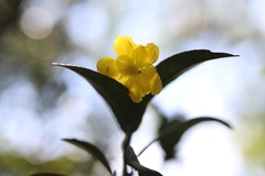 Ochna arborea