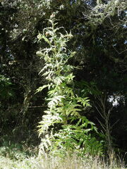 Cirsium subcoriaceum image
