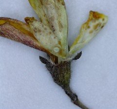 Aspalathus tenuissima