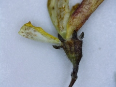 Aspalathus tenuissima