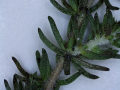 Aspalathus tenuissima