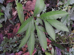 Amorphophallus kiusianus