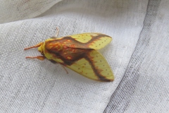 Symphlebia