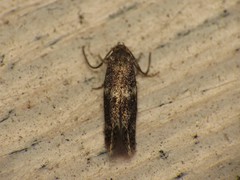 Cosmiotes freyerella