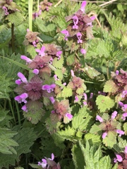Lamium purpureum