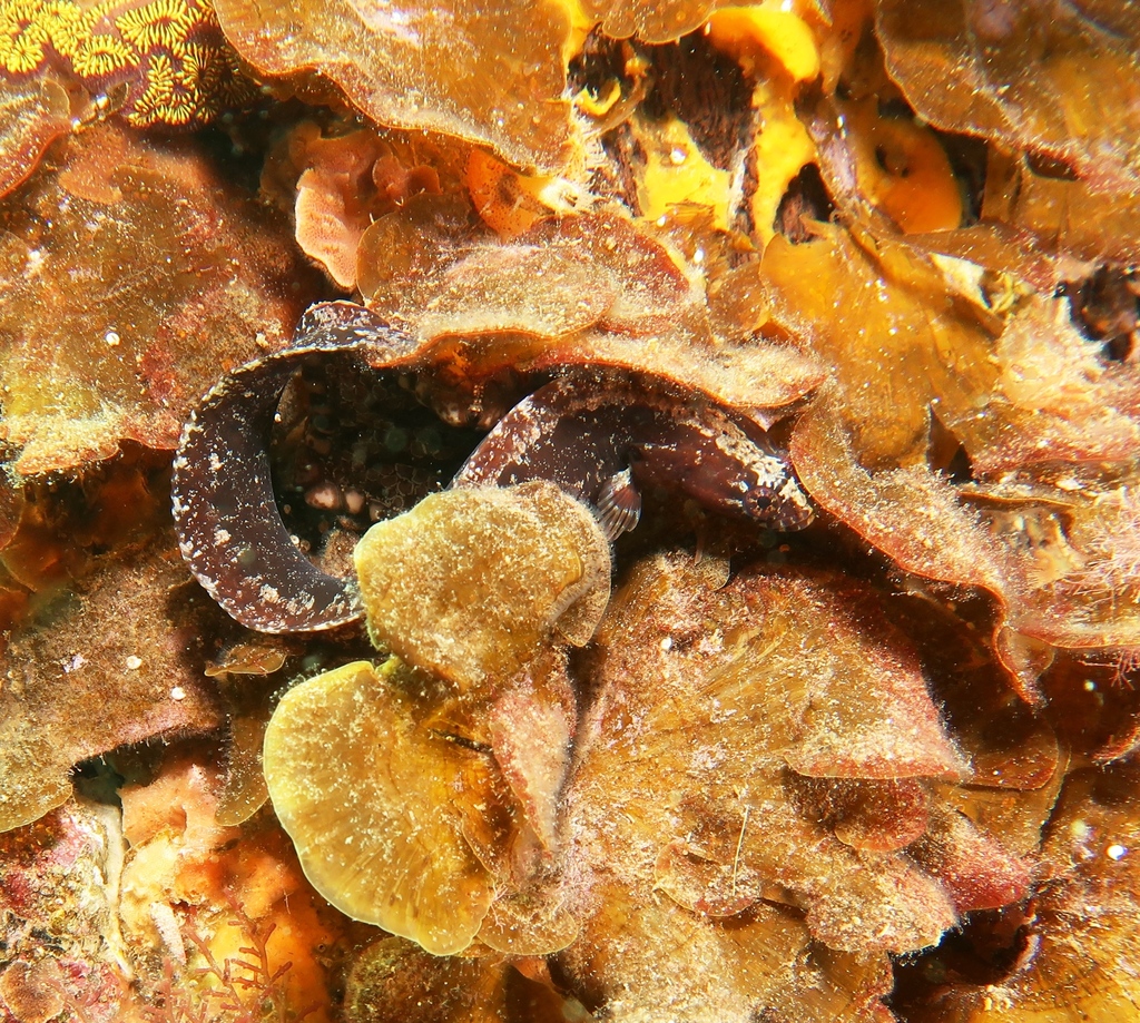 Dwarf snakeblenny (Ophiclinus ningulus) — Clinidae