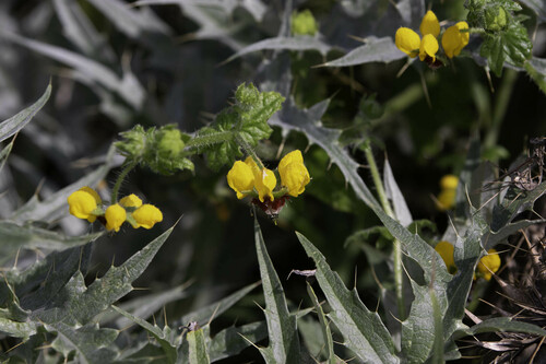 Loasa tricolor (Loasa tricolor)