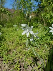 Ornithogalum nutans