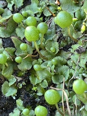 Asterella palmeri