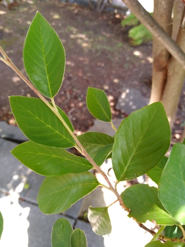 Cotoneaster glaucophyllus