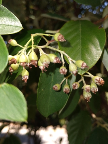 Cotoneaster glaucophyllus