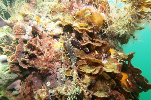 Dwarf snakeblenny (Ophiclinus ningulus) — Clinidae — 3