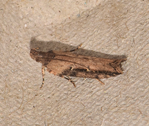 Tomato Stemborer photo 6