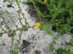 Aspalathus tenuissima