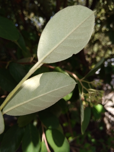 Cotoneaster glaucophyllus