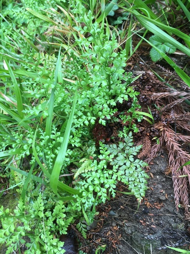 slezinník čierny (Asplenium adiantum-nigrum)