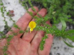 Aspalathus tenuissima