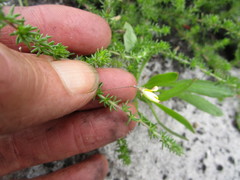 Aspalathus tenuissima