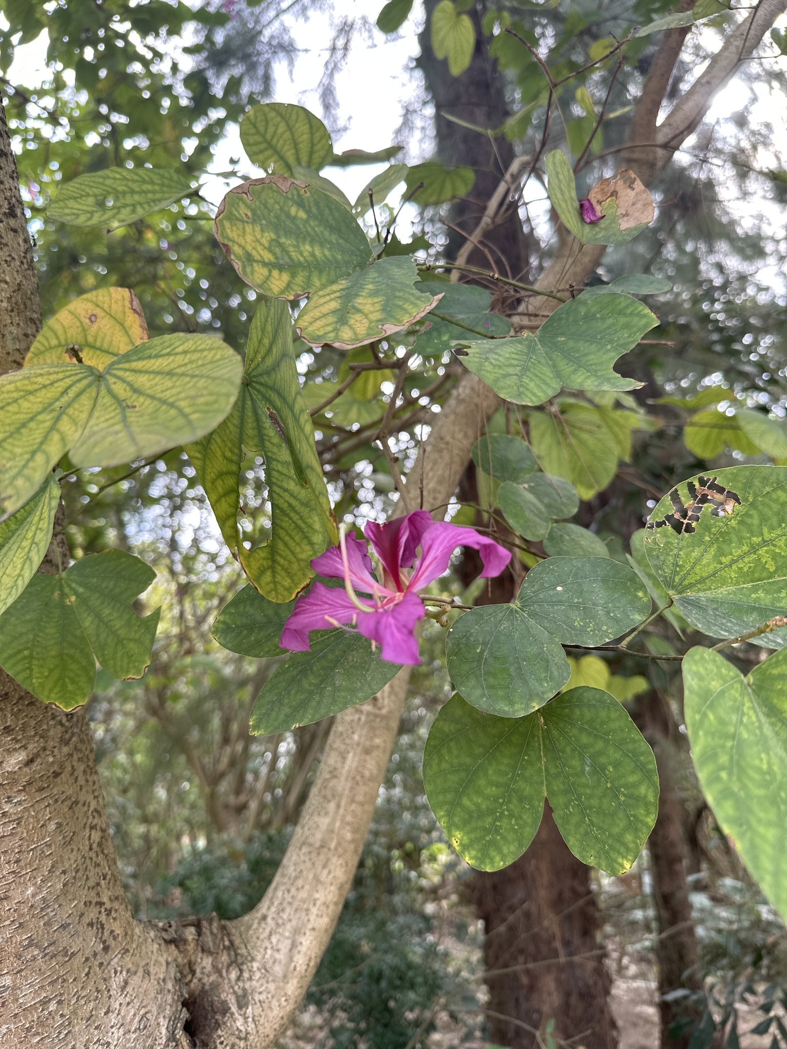Imagem de Orquídea-de-hong-kong