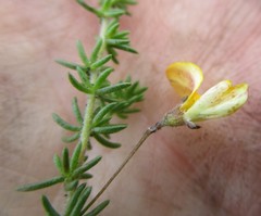 Aspalathus tenuissima