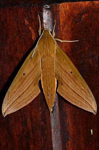 Xylophanes kiefferi