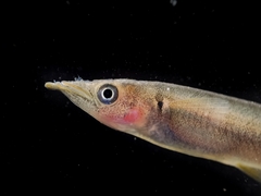 Poso Halfbeak photo 3