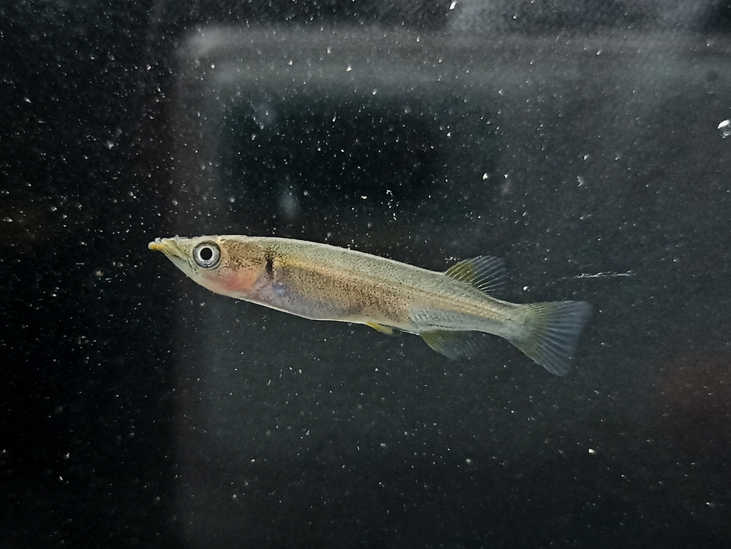 Celebes-halfsnavel (Nomorhamphus celebensis) — Zenarchopteridae