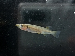 Poso Halfbeak photo 5