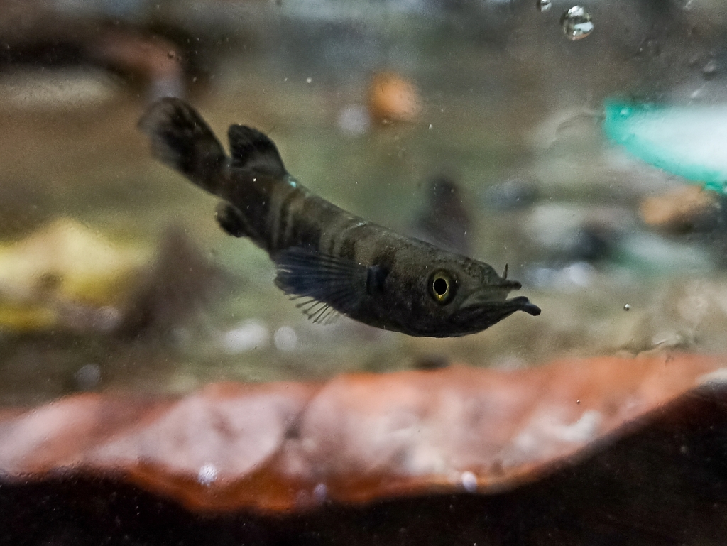 Poso Halfbeak