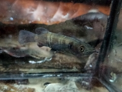 Poso Halfbeak photo 2