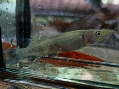 Poso Halfbeak photo 4