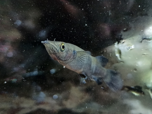 Celebes-halfsnavel (Nomorhamphus celebensis) — Zenarchopteridae — 5