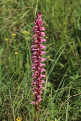 Satyrium macrophyllum