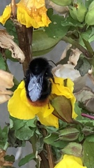 Bombus lapidarius