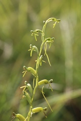 Habenaria filicornis