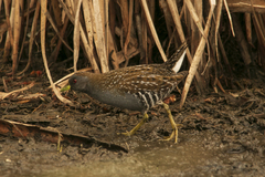 Porzana fluminea