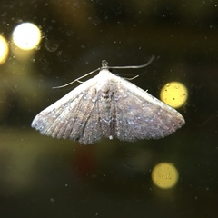 Cerynea punctilinealis