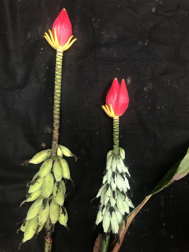 Chuối Gai (Musa splendida)