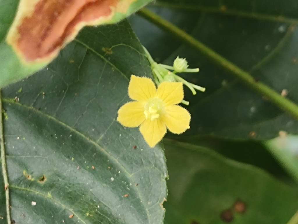 Scopellaria marginata (Scopellaria marginata)