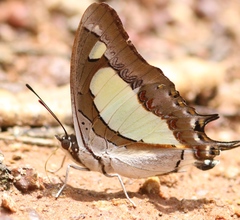 Polyura agraria