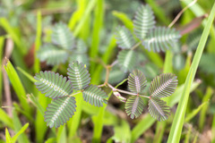 Neptunia oleracea