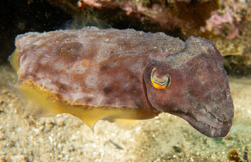 Ascarosepion mestus (Gray, 1849)