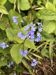 Brunnera