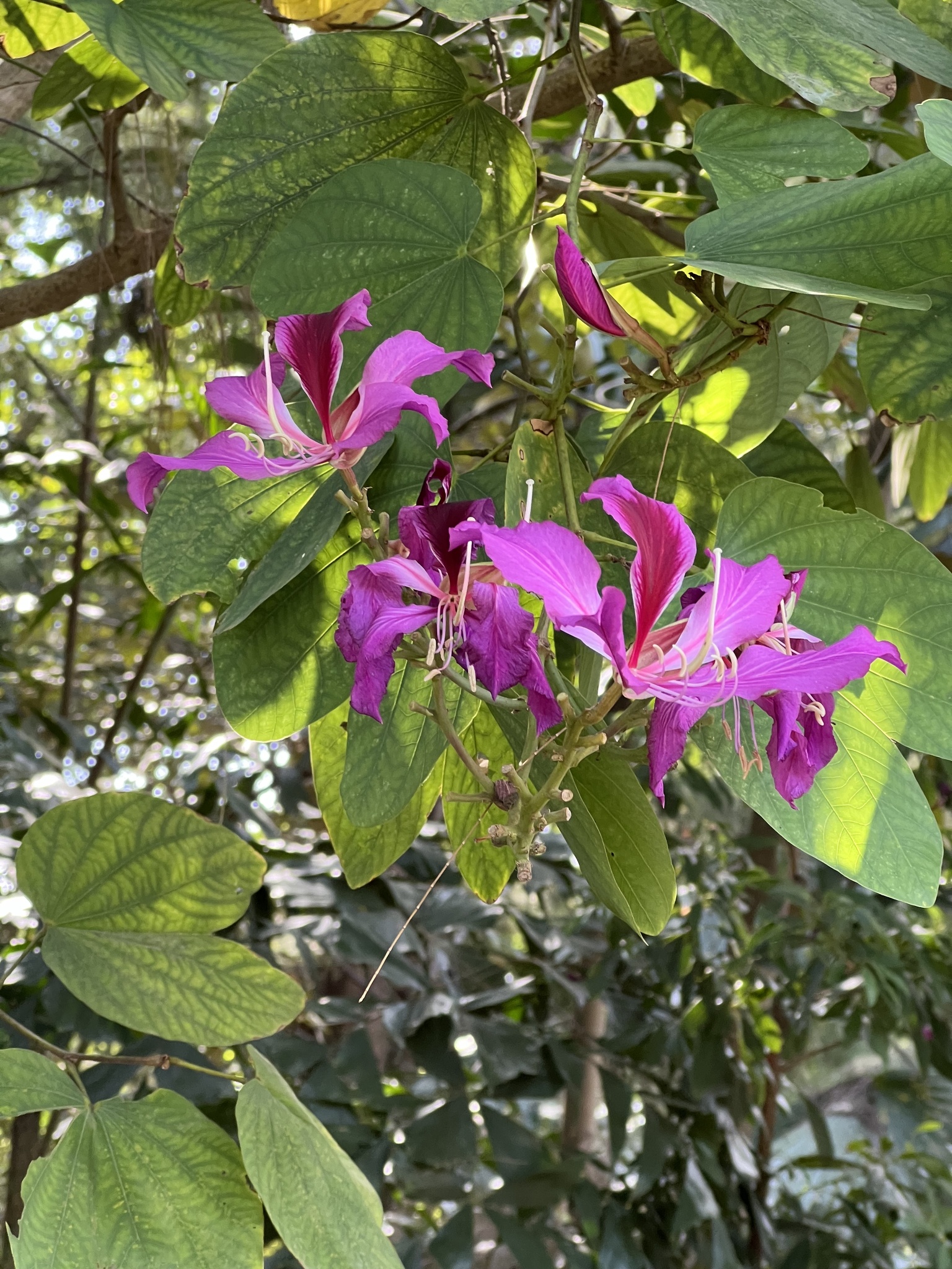 Imagem de Orquídea-de-hong-kong