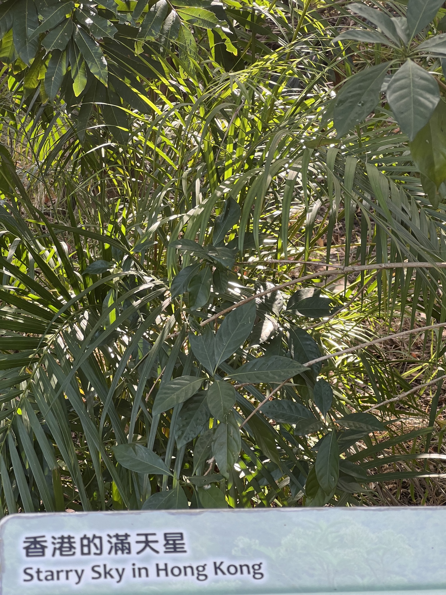 Imagem de Orquídea-de-hong-kong