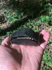 Pelusios rhodesianus