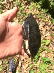 Pelusios rhodesianus