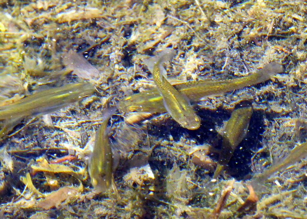 Eastern Mosquitofish from Wallerawang NSW 2845, Australia on February 3