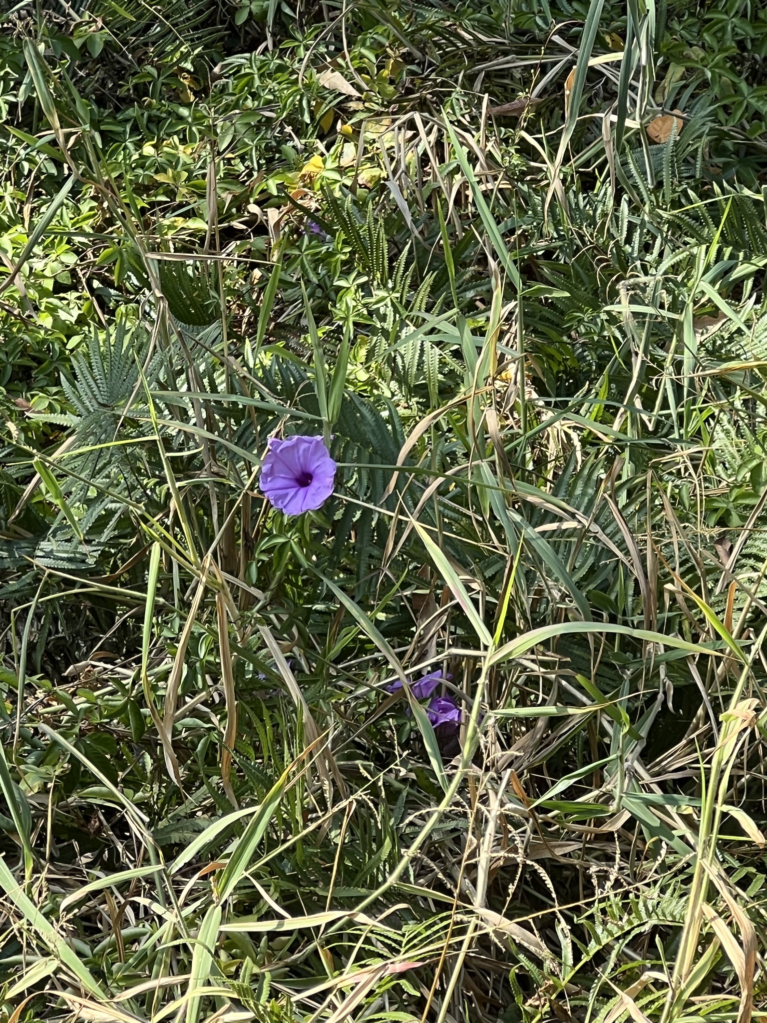 Imagem de Orquídea-de-hong-kong